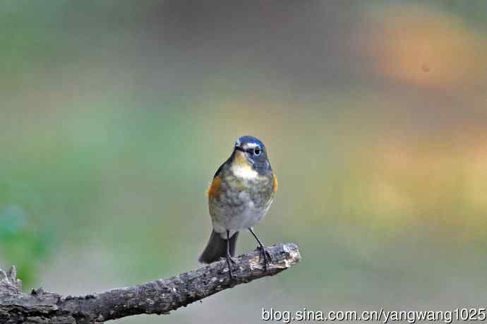 雄性红胁蓝尾鸲（32）