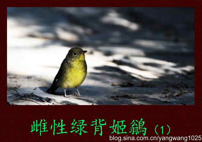 雌性绿背姬鶲（1）