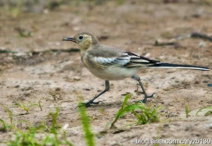 灰鹡鸰：食为天（组图，7张图片）