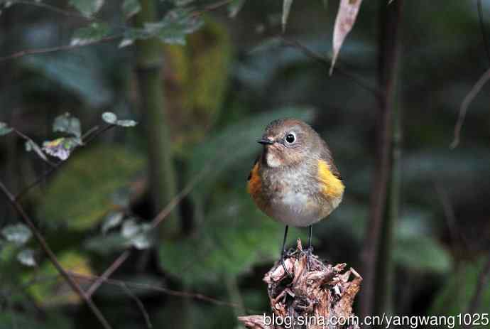 雌性红胁蓝尾鸲（53）