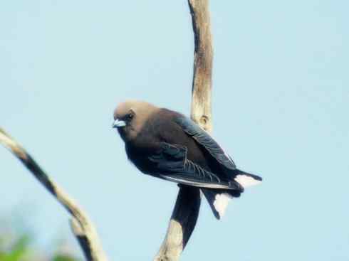 雀鸟也彪悍：空中精灵(燕鵙科)