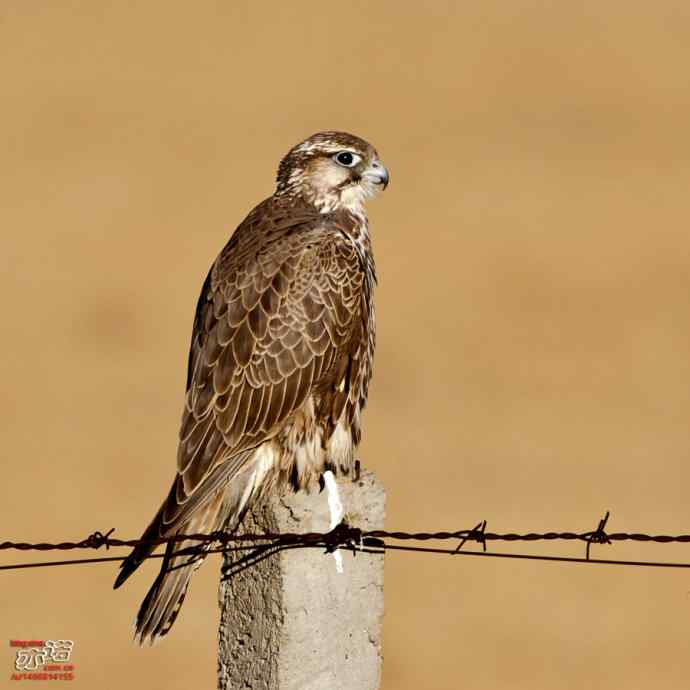 达里湖&nbsp;wbr路&nbsp;wbr猎隼