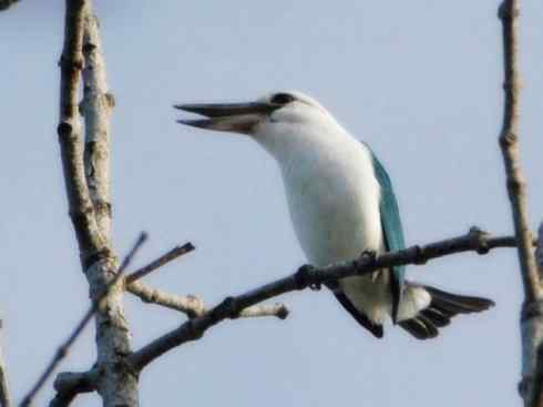 白头鸟系列：另类的美丽4