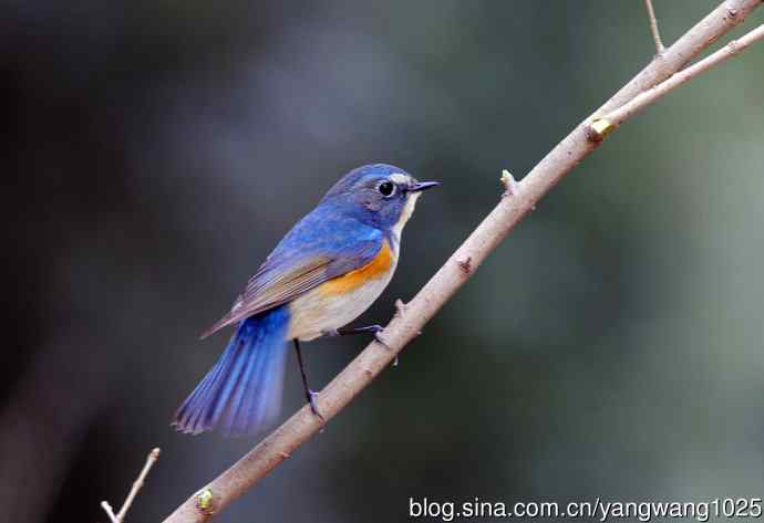 雄性红胁蓝尾鸲（2）