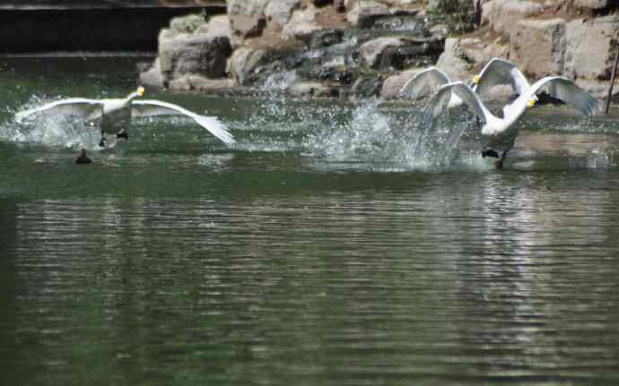 飞（白天鹅） wbr1
