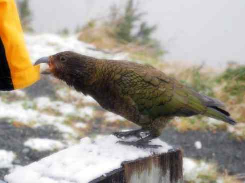 天生猎手:非猛禽类猎手之七 天生猎手:非猛禽类猎手之七