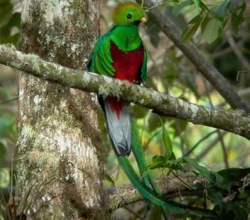鸟类之最：凤尾绿咬鹃