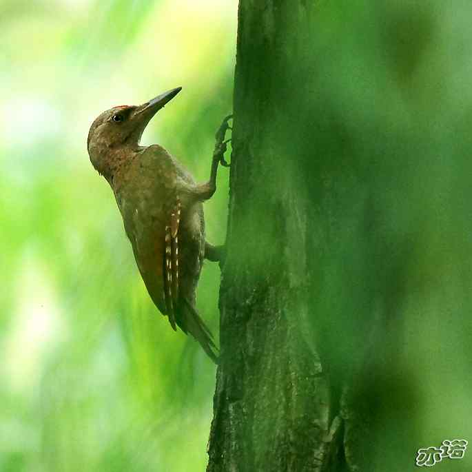 圆明园&nbsp;wbr路&nbsp;wbr灰头绿啄木鸟