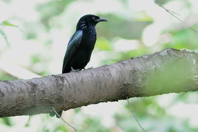 【新鸟】黑眉苇莺.发冠卷尾.巨嘴柳莺 【新鸟】黑眉苇莺.发冠卷尾.巨嘴柳莺