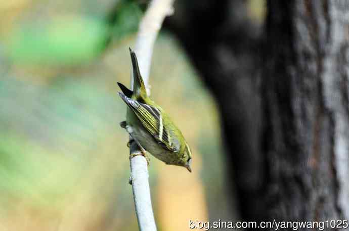 黄眉柳莺（15）