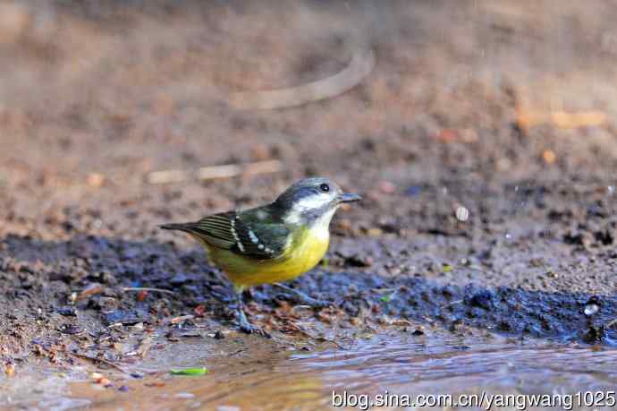 饮水的黄腹山雀