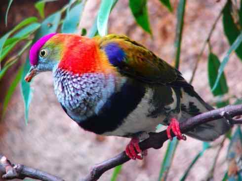 白头鸟系列：另类的美丽11（鸠鸽）