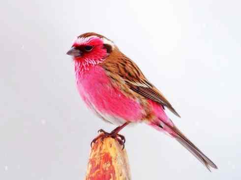 美丽无罪：雀鸟之雀类