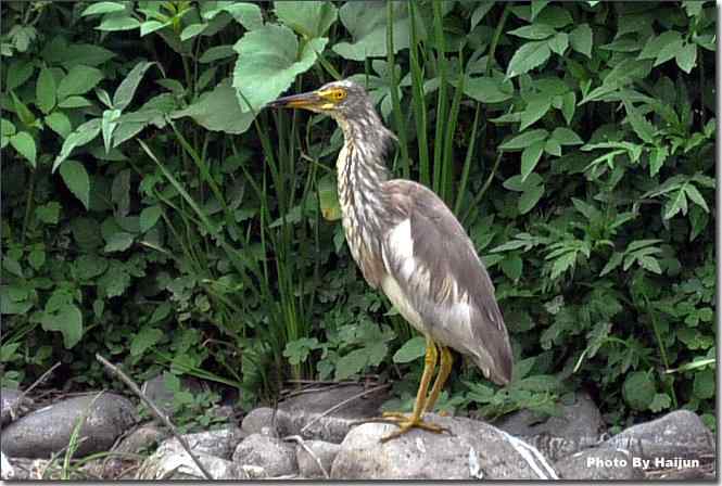  点击图片或使用键盘← →翻页