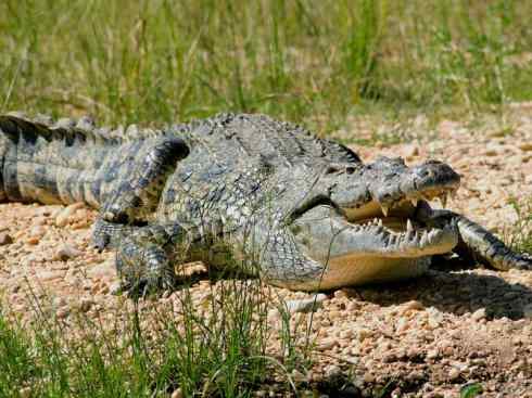 龙：传说的兽原型探秘（鳄类）