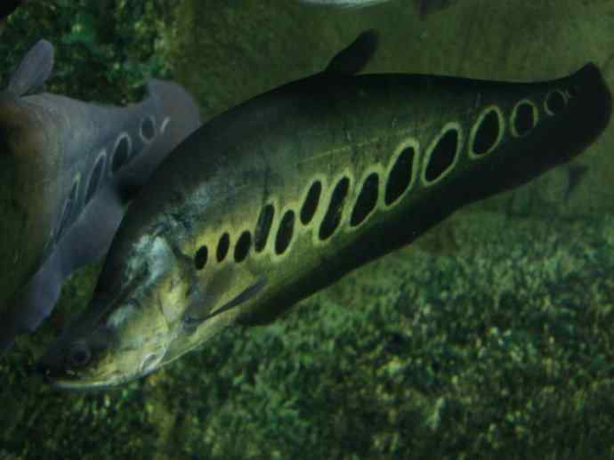 鱼类活化石：铠甲弓背鱼