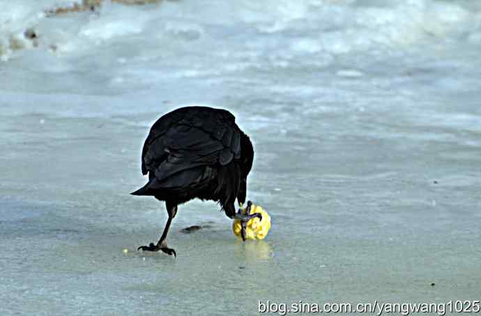 聪明的乌鸦 wbr2