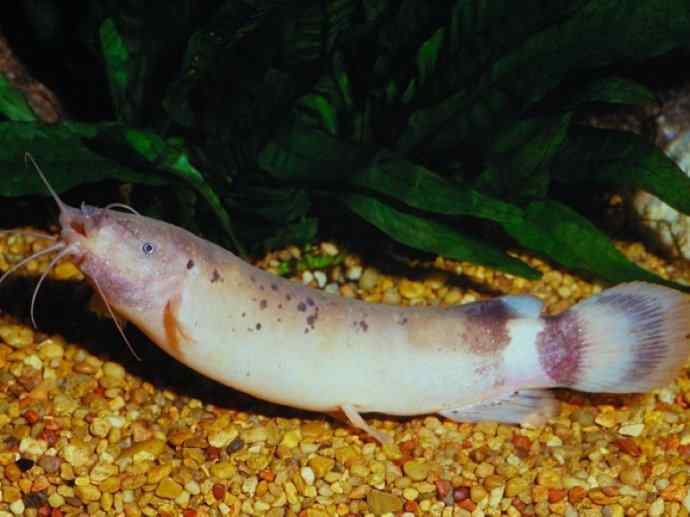 鱼类活化石：裸臀鱼