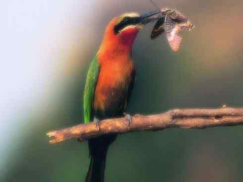 绝色攀禽：佛法僧目之蜂虎4