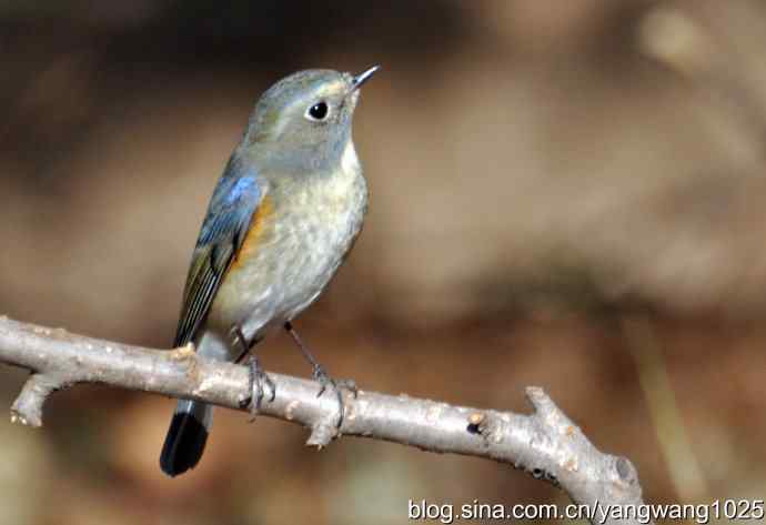 雄性红肋蓝尾鸲 wbr2