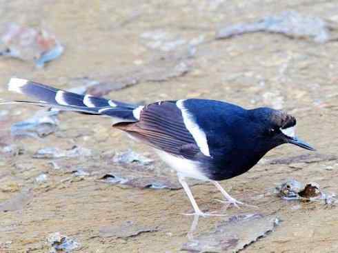美丽无罪：雀鸟之溪鸲