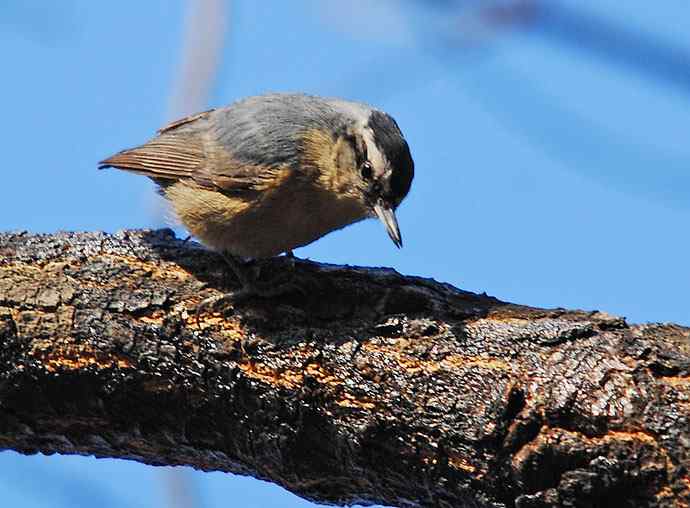 北京植物园赏鸟（五），黑头（组图）