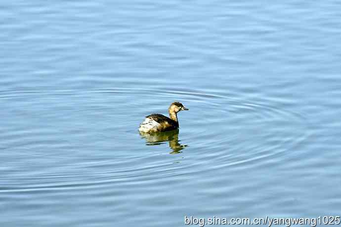 颐和园的收获（潜鸟）