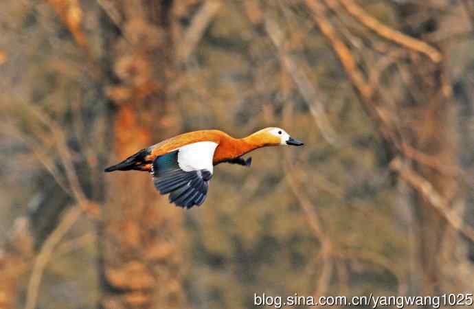 赤麻鸭（抓拍）