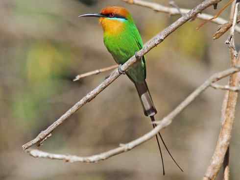 绝色攀禽：佛法僧目之蜂虎2