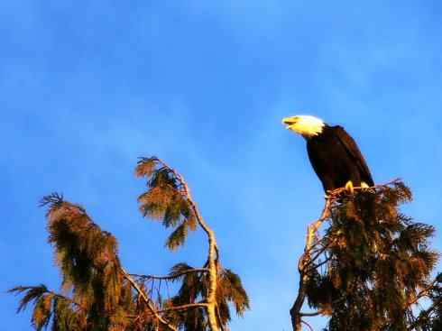 白头鸟系列:另类的美丽(白头海雕) 白头鸟系列:另类的美丽(白头海雕)
