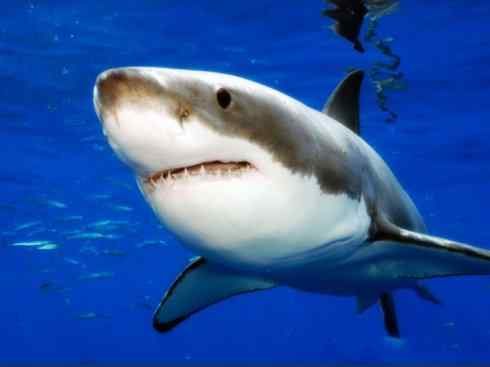 自然奇观：动物大迁徙(鲼)