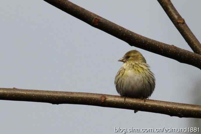 初哥守株待兔之收获