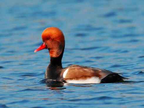 欣赏：美丽的潜鸭