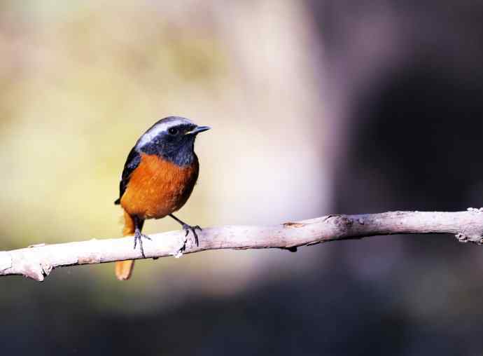 雄性北红尾鸲（7）