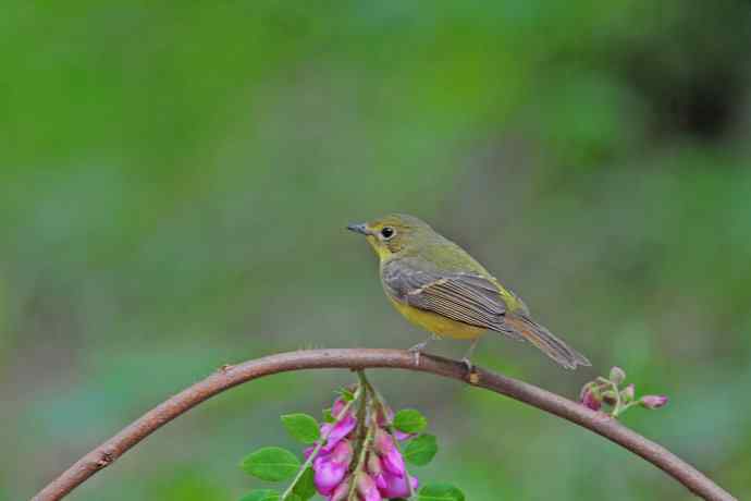 雌性绿背姬鶲（11）