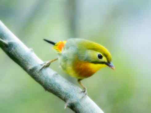 家禽驯化之源之十五 家禽驯化之源之十五