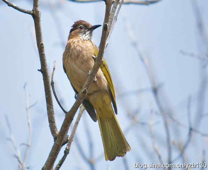 瀛湖喜获新鸟鈥斺敯缀砉陴牵ㄗ橥迹