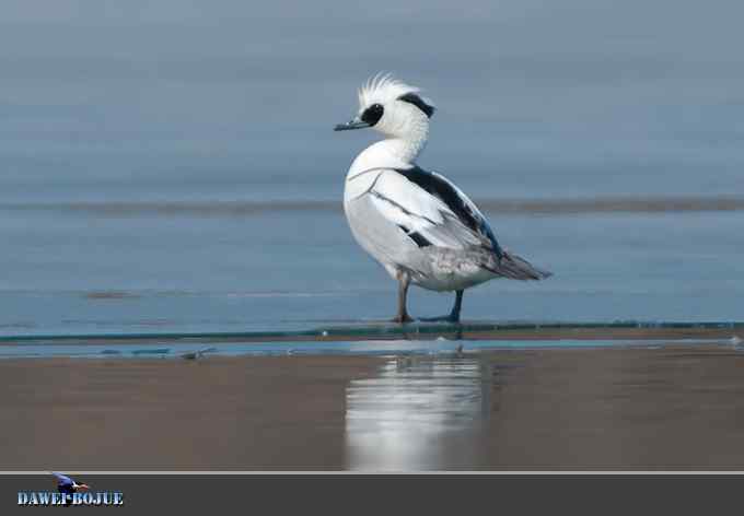 白秋沙和罗纹鸭记录