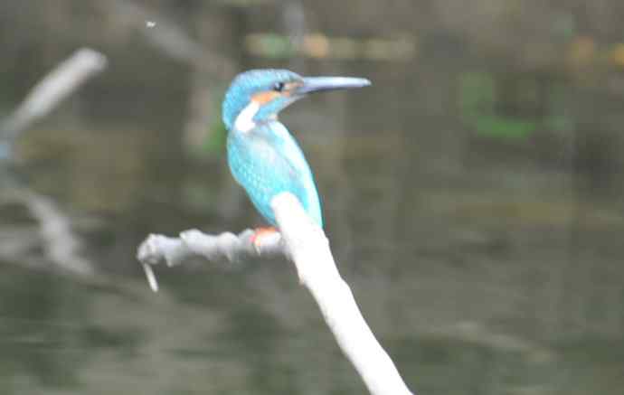 拍翠鸟（纪实）