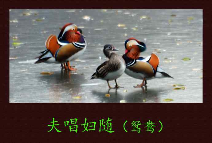 夫唱妇随（鸳鸯）