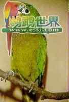 鹦鹉大全——牙买加锥尾鹦鹉