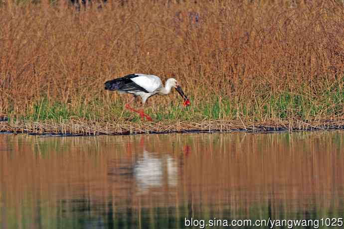 捕鱼进餐的东方白鹳