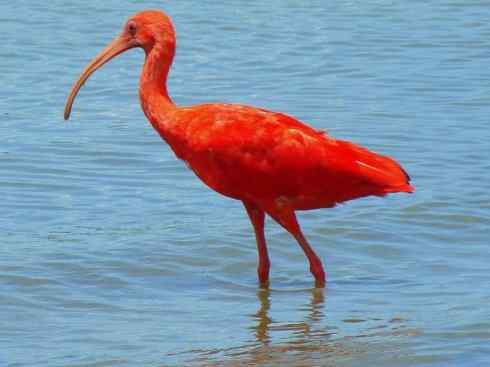 极品红色鸟类：美洲红鹮