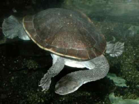 玄武：传说的兽原型探秘（澳洲长颈龟）