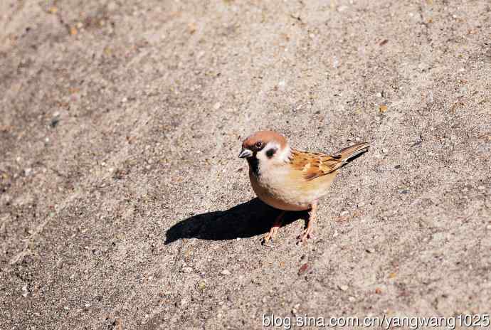 候鸟已过境，麻雀来当家