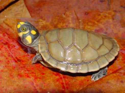 玄武：传说的兽原型探秘（侧颈龟类）