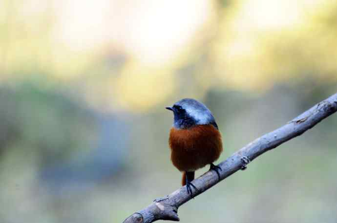 雄性北红尾鸲（8）