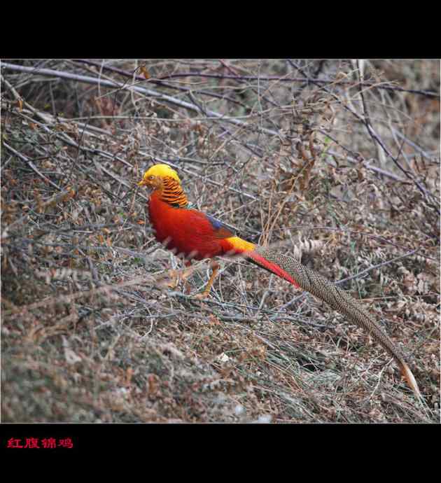 雄雉于秦 wbr下上其音