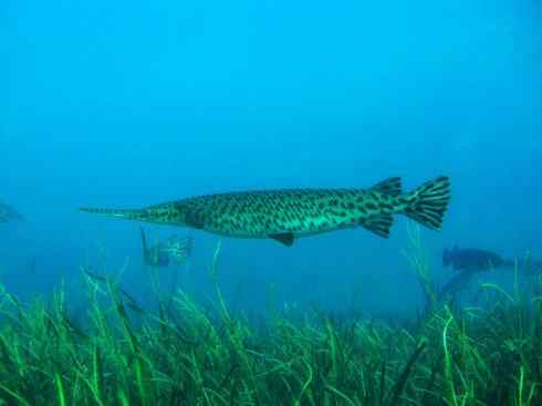 鱼类活化石：鳄雀鳝