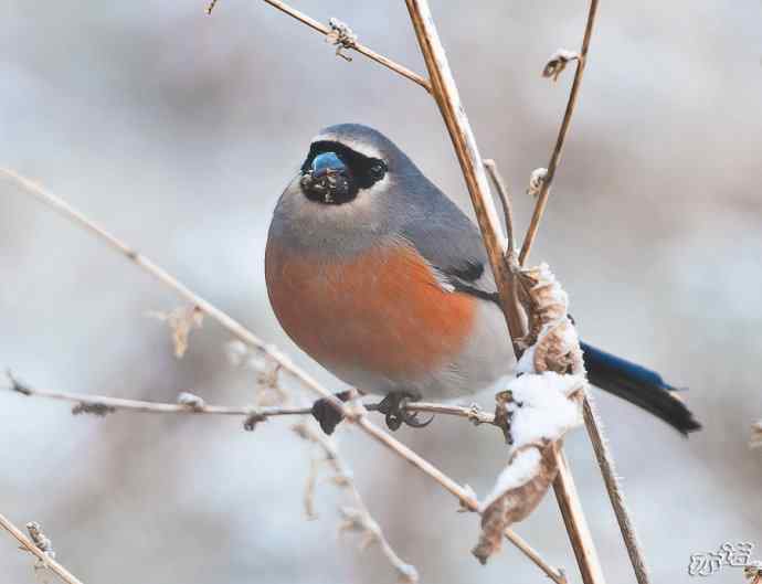 陕西洋县&nbsp;wbr路&nbsp;wbr灰头灰雀